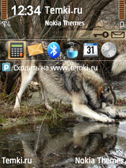 Волк на водопое для Nokia N95