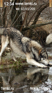 Волк на водопое для Nokia 5250