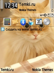 Рыжий кот для Nokia N95-3NAM