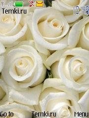 Белые розы для Nokia 6303 Classic