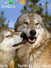 Любящие волки для Nokia Asha 306