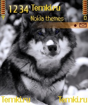 Синеглазый  волк для Nokia N70