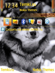 Синеглазый  волк для Nokia 6790 Slide
