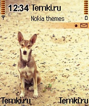 Пёс для Nokia 6680