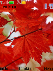 Красные листья для Nokia Asha 201