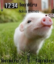 Свинюшка для Nokia N72