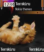 Котенок для Nokia N70