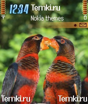 Попугаи для Nokia N72