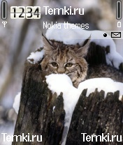 Кот в засаде для Nokia 3230