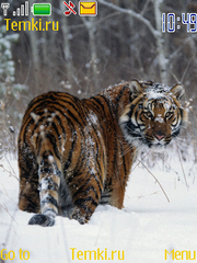 Тигр оглядывается для Nokia 6282