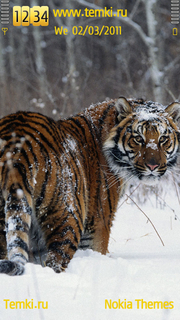 Тигр оглядывается для Sony Ericsson Kurara