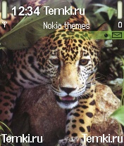 В укрытии для Nokia N70