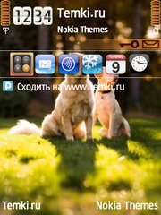 Золотистые ретриверы для Nokia E62