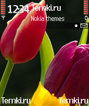 Скриншот №1 для темы Красивые Тюльпаны