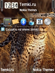 Дикая Кошка для Nokia N79