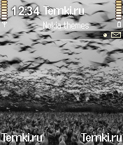 Птицы для Nokia N72