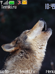 Волк для Nokia X3
