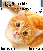 Рыжий кот для Nokia N72