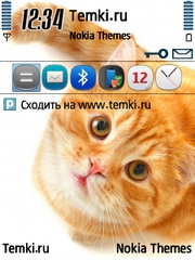 Рыжий кот для Nokia 6720 classic