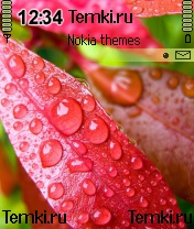 Листья  в каплях росы для Nokia N70