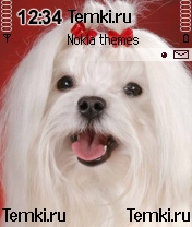 Собака для Nokia N72