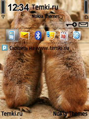 Суслики целуются для Nokia 6700 Slide