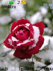 Роза в снегу для Nokia 6750 Mural