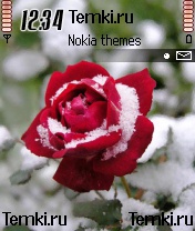 Роза в снегу для Nokia 7610