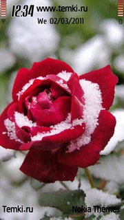 Роза в снегу для Nokia 5228