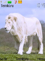 Белый лев для Nokia 6208 Classic