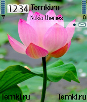 Цветок для Nokia 6260