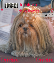 Гламурная Собака для Nokia 6260