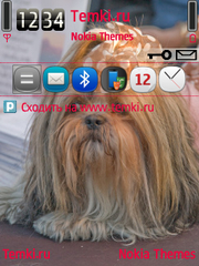 Гламурная Собака для Nokia E70