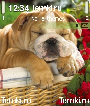 Спящая собачка для Nokia N70