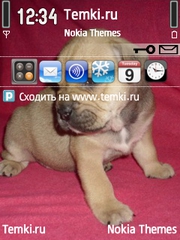 Щенок для Nokia N79