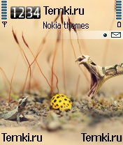 Змейка для Nokia N72