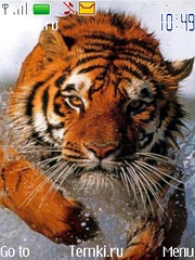 Тигр-пловец для Nokia X2-01