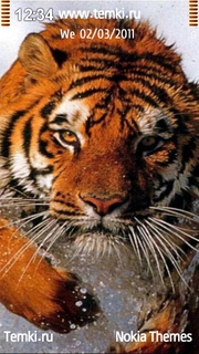 Тигр-пловец для Sony Ericsson Kanna