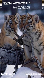 Тигрята безобразничают