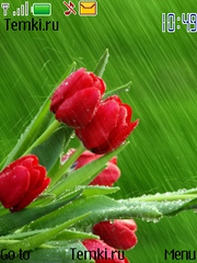 Мокрые красные тюльпаны для Nokia C2-05