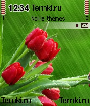 Мокрые красные тюльпаны для Nokia 6620