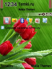 Скриншот №1 для темы Мокрые красные тюльпаны