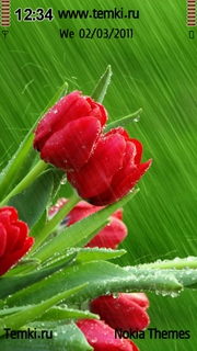 Мокрые красные тюльпаны