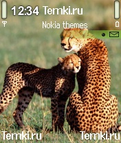Семья гепардов для Nokia N72