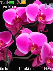 Орхидея для Nokia 8800 Carbon Arte