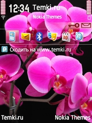 Орхидея для Nokia N85