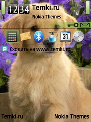 Золотистый ретривер для Nokia E66