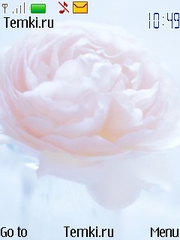Розовая роза для Nokia Asha 303