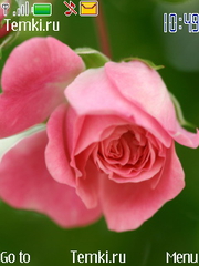 Роза для Nokia 6275