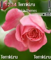 Роза для Nokia N72